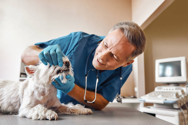 Best 24-Hour Emergency Dental Care in Petersburg, AK
